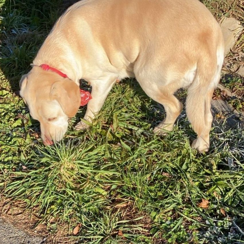 Ein hellbrauner Hund mit rotem Halsband beugt sich vor, um das Gras zu riechen.
