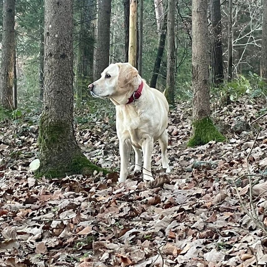 Ein Golden Retriever steht in einem Wald und schaut nach links. Der Boden ist mit gefallenen Blättern bedeckt. Hohe Bäume umgeben das Gebiet.