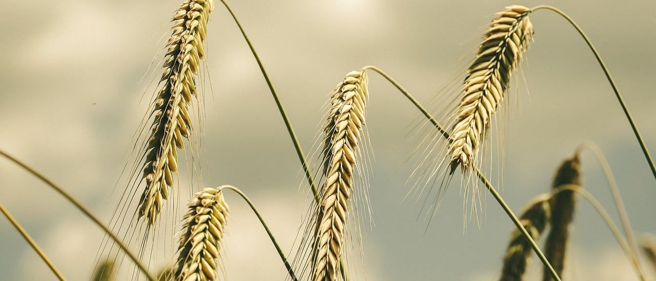 Eine Nahaufnahme von goldenen Weizenähren, die sanft im Wind wehen, mit einem bewölkten Himmel im Hintergrund.