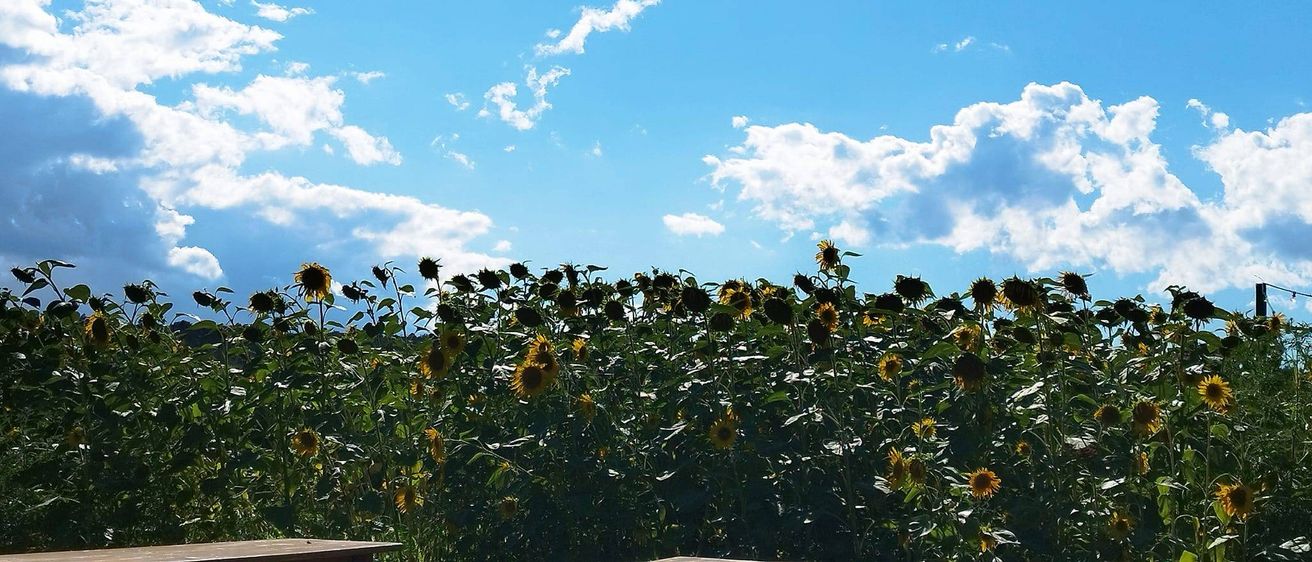 Ein hellblauer Himmel mit verstreuten Wolken über einem weiten Feld von Sonnenblumen, die Pflanzen reichen mit ihren gelben Köpfen zum Himmel hinauf.