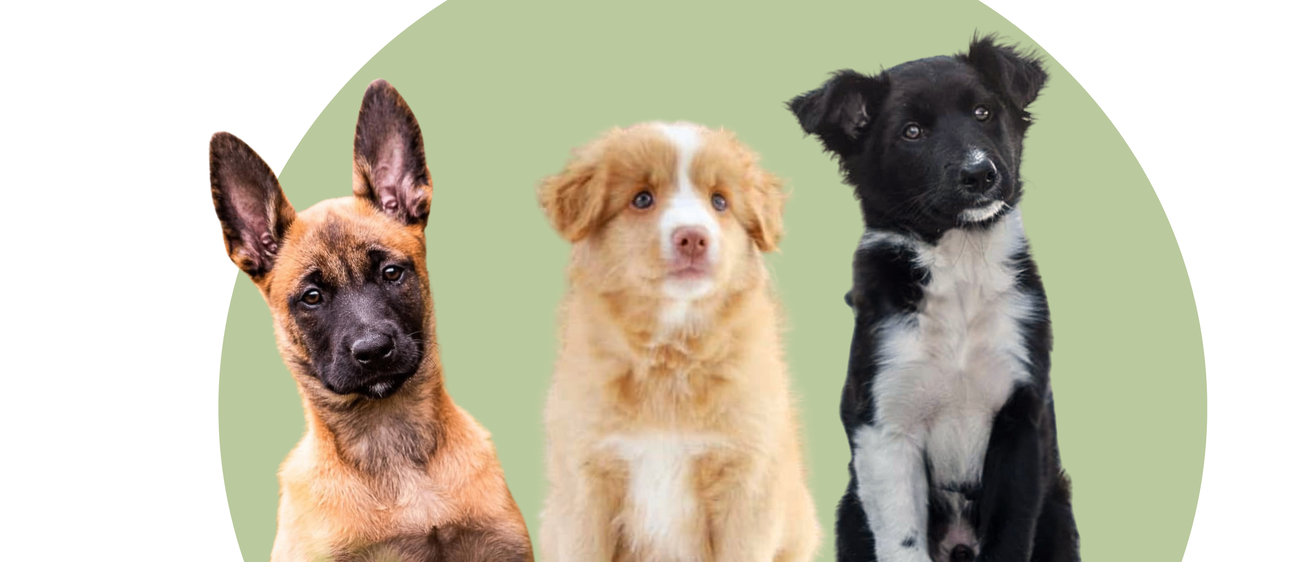 Drei Hunde stehen in einer Reihe. Ein brauner Hund, ein hellbrauner Hund und ein schwarz-weißer Hund. Sie schauen alle in verschiedene Richtungen.