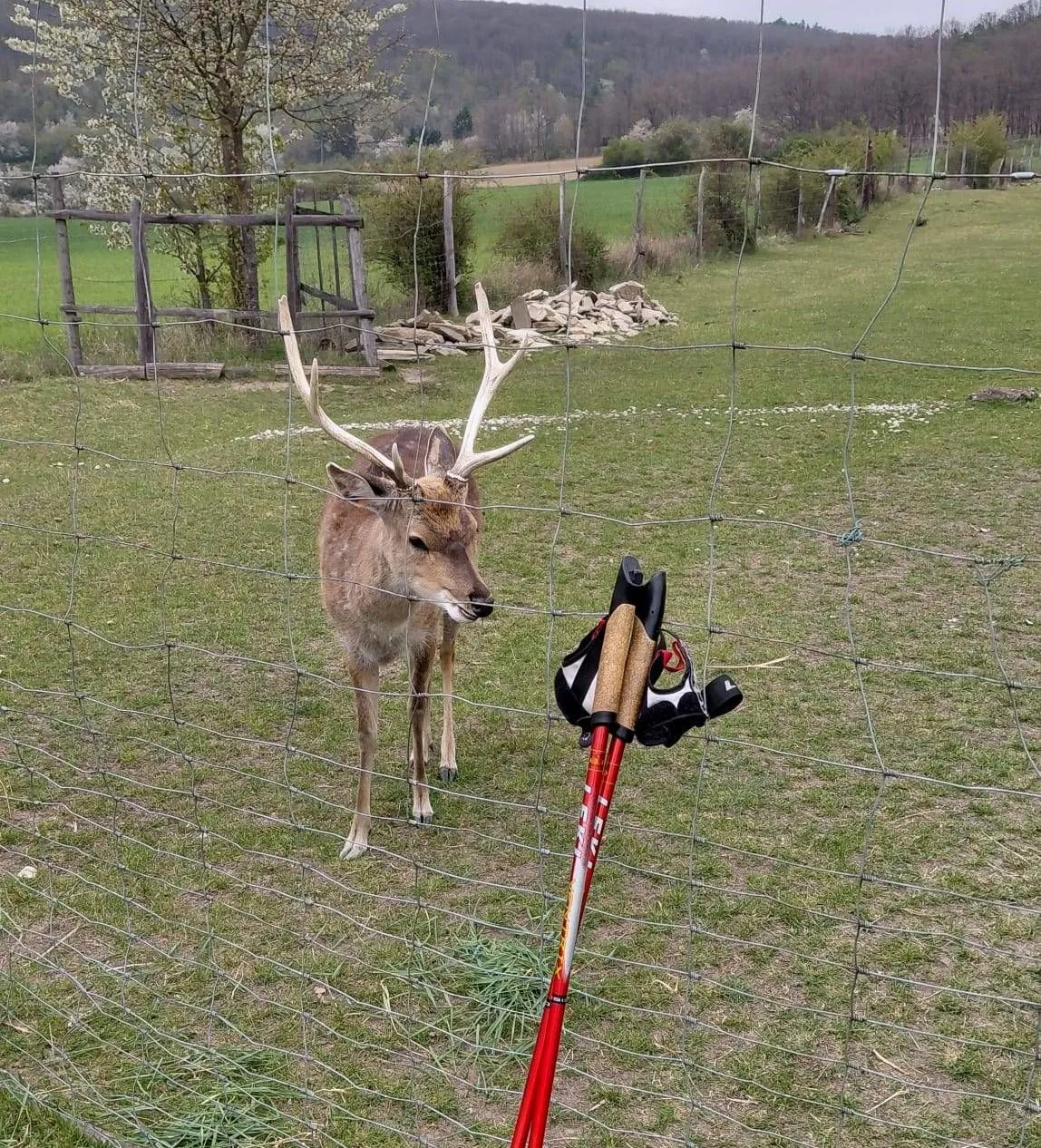Ein Hirsch mit großen Geweihen steht hinter einem Drahtzaun. Zwei rote Trekkingstöcke sind davor platziert. Bäume und ein Holzzaun im Hintergrund.