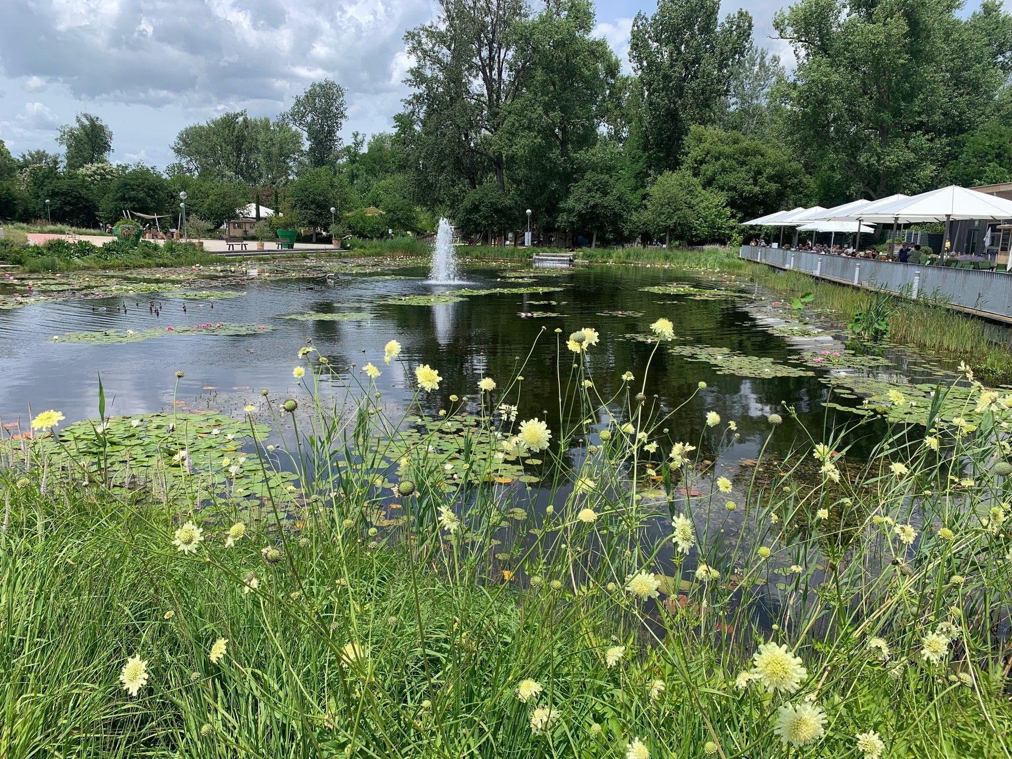 Ein ruhiger Teich mit einem Springbrunnen, umgeben von üppigem Grün und gelben Blumen, unter einem bewölkten Himmel.