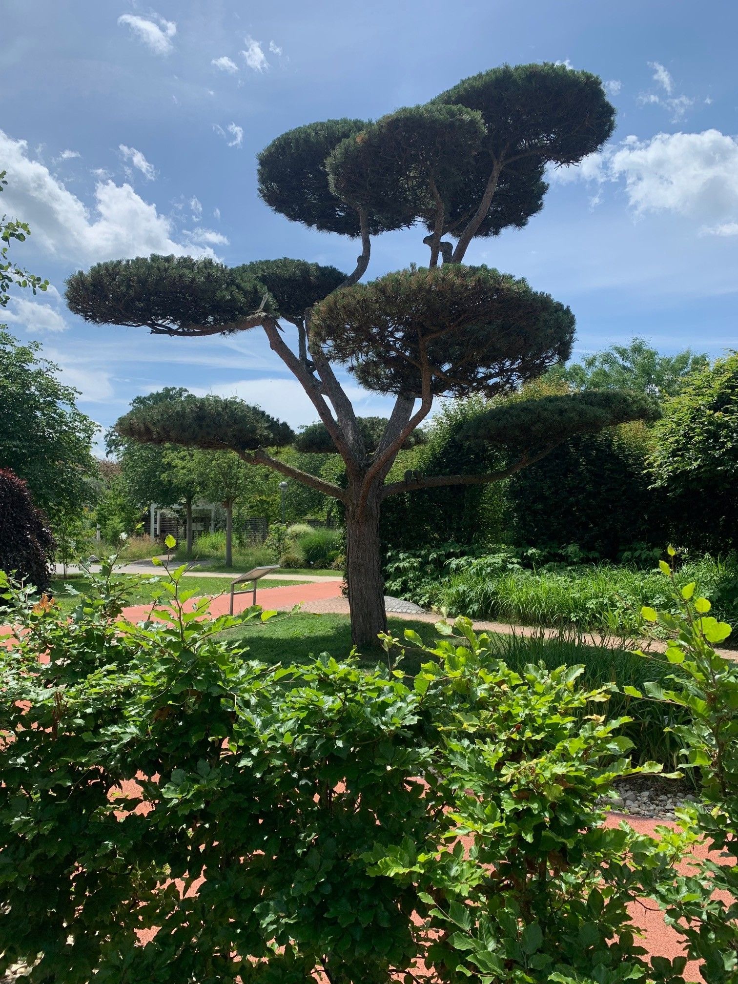 Ein geschnittener Baum steht in der Mitte eines Gartens mit roten Wegen und grünen Büschen, unter einem teilweise bewölkten Himmel.