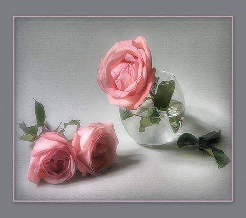 Two pink roses in a glass vase with water and leaves, against a light gray background.