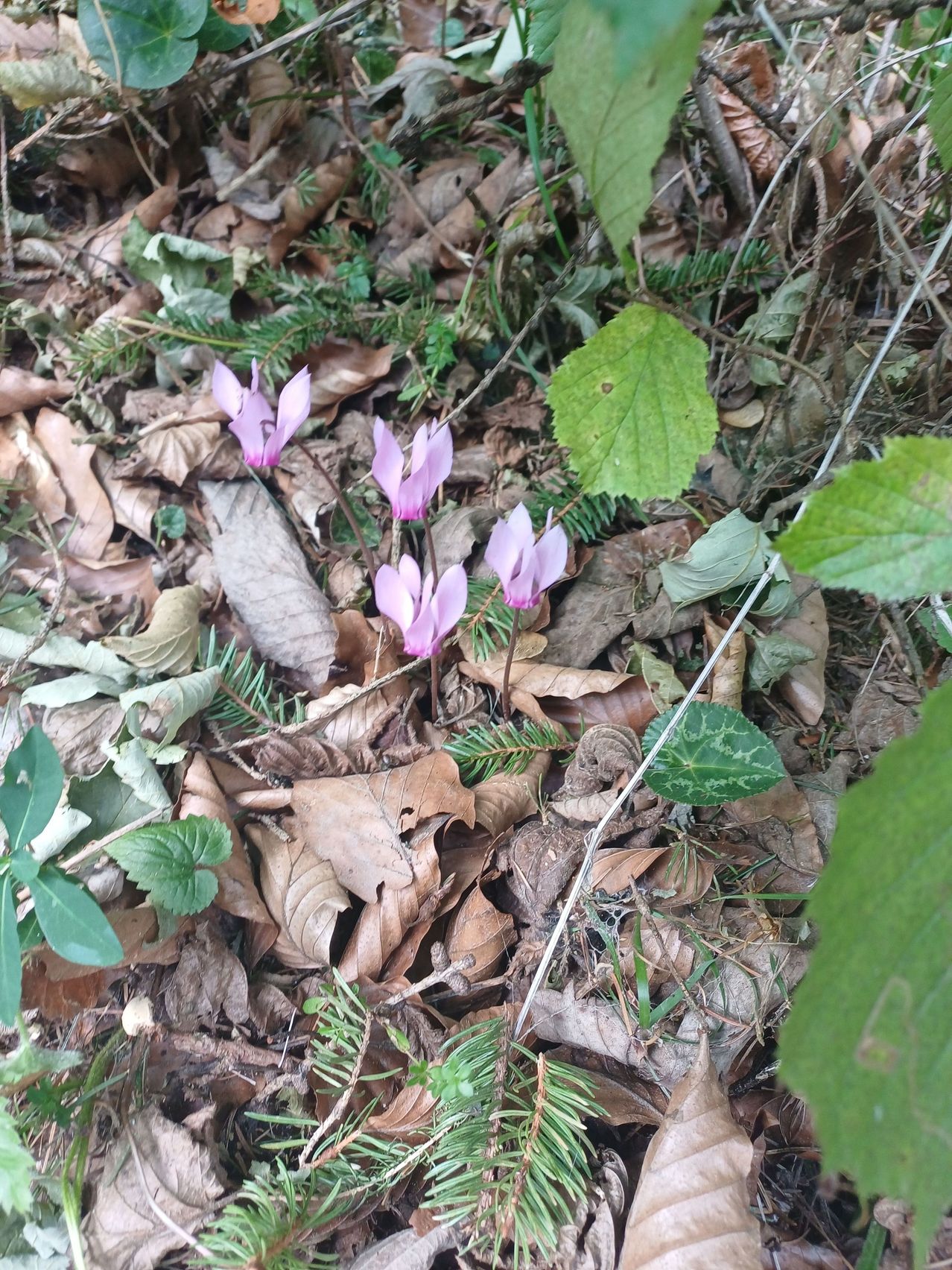 Ein Büschel lila Krokusse wächst zwischen verwelkten Blättern auf dem Waldboden.