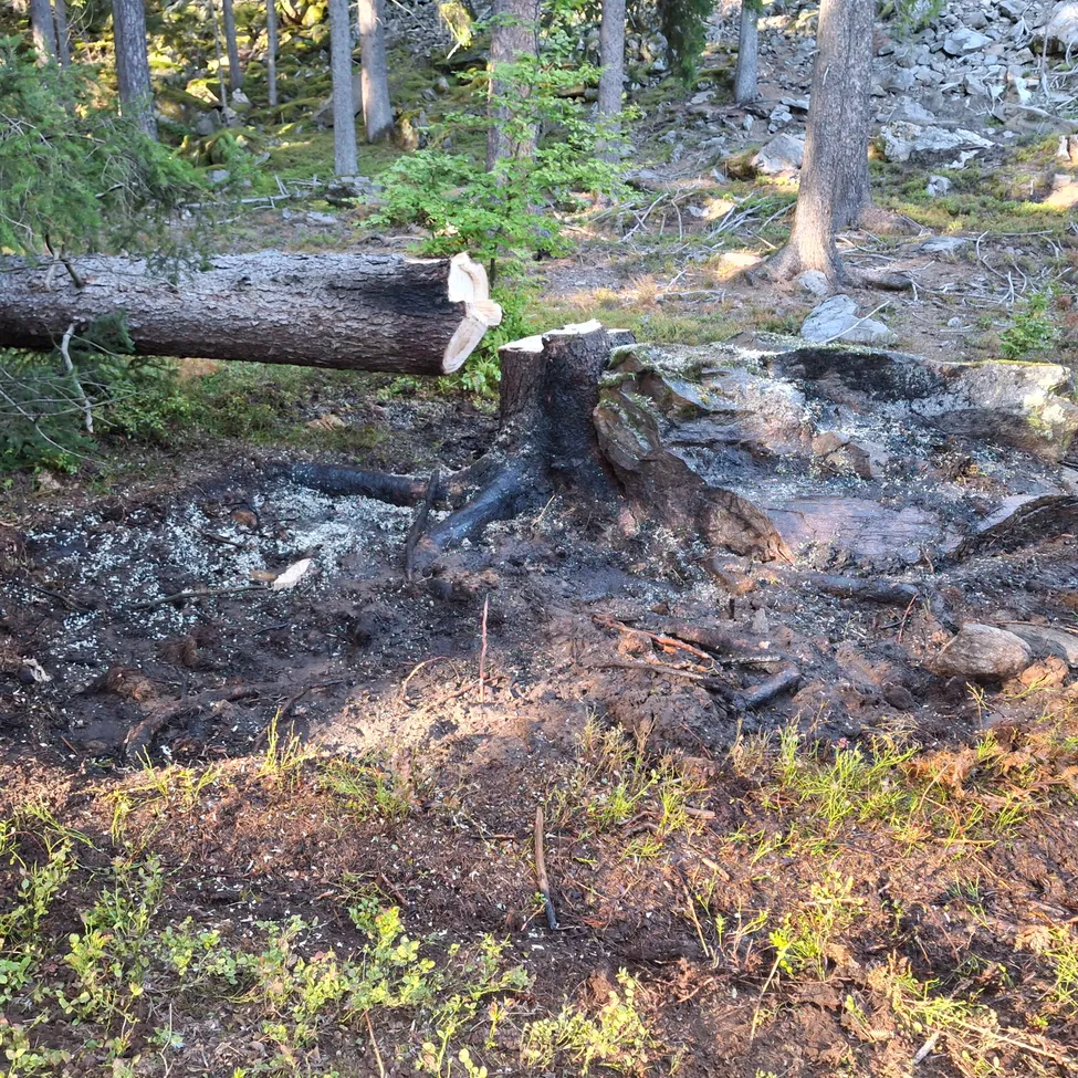 Ein Baum wurde gefällt und liegt auf dem Boden in einem Wald. Der Baumstamm ist am Fußende geschnitten, und der Stumpf ist von Felsen und Erde umgeben.