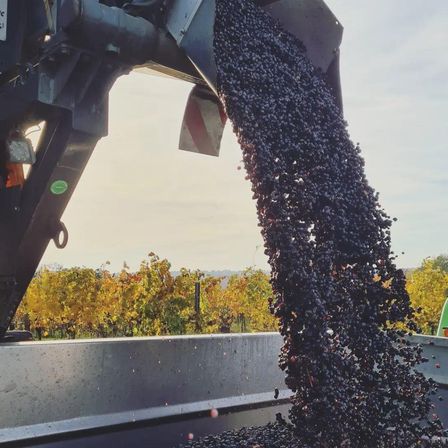Eine Maschine entleert eine große Menge dunkler Trauben in einen Behälter vor dem Hintergrund eines Weinbergs mit gelbem und grünem Laub unter einem bewölkten Himmel.