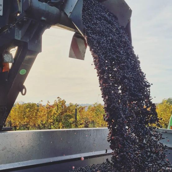 Eine Maschine entleert eine große Menge dunkler Trauben in einen Behälter vor dem Hintergrund eines Weinbergs mit gelbem und grünem Laub unter einem bewölkten Himmel.