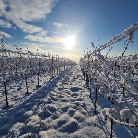 Ein Weinberg bedeckt mit Schnee, unter einem klaren blauen Himmel und einer hellen Sonne, die darüber scheint.