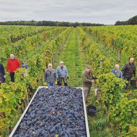 Eine Gruppe von Menschen steht in einem Weinberg und erntet Trauben. Sie tragen Hüte und Handschuhe. Ein Mann hält einen Eimer. Der Weinberg hat Reihen von Weinreben.