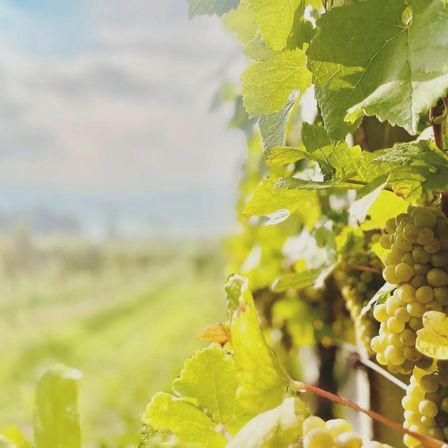 Nahaufnahme von Trauben, die an einer Rebe in einem Weinberg hängen, mit einem unscharfen Grasfeld im Hintergrund unter einem teilweise bewölkten Himmel.