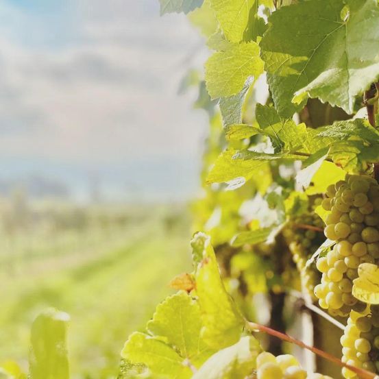 Nahaufnahme von Trauben, die an einer Rebe in einem Weinberg hängen, mit einem unscharfen Grasfeld im Hintergrund unter einem teilweise bewölkten Himmel.