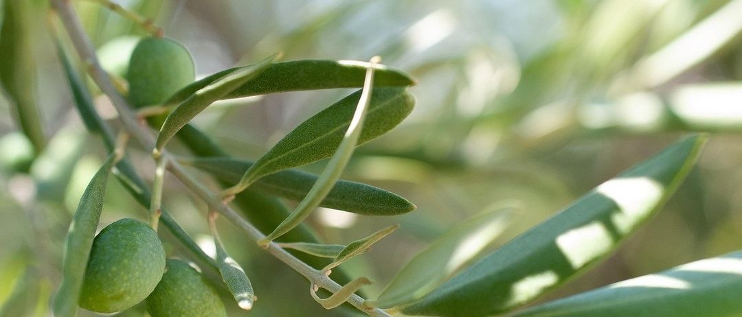 Eine Nahaufnahme eines Olivenbaumzweigs mit grünen Blättern und drei Oliven, die daran hängen. Der Hintergrund ist unscharf.