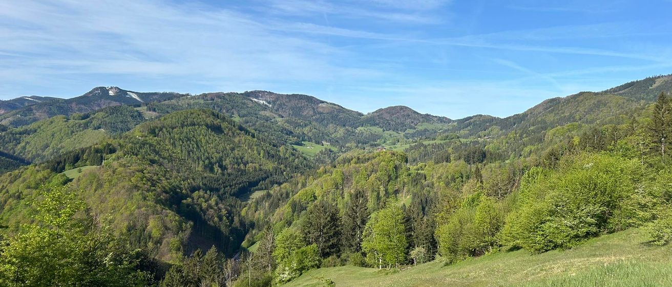 Bild enthält, Vegetation, Slope, Nature, Outdoors, Wilderness, Land, Tree, Woodland, Grass, Scenery