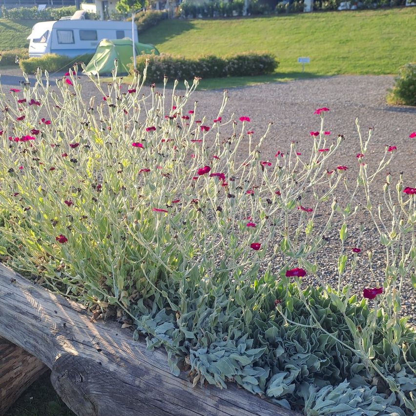 Ein Gartenbeet mit roten und grünen Blumen, das sich in einem Kiesweg befindet. Hinter dem Beet liegt ein Grasfeld und ein weißer Anhänger.