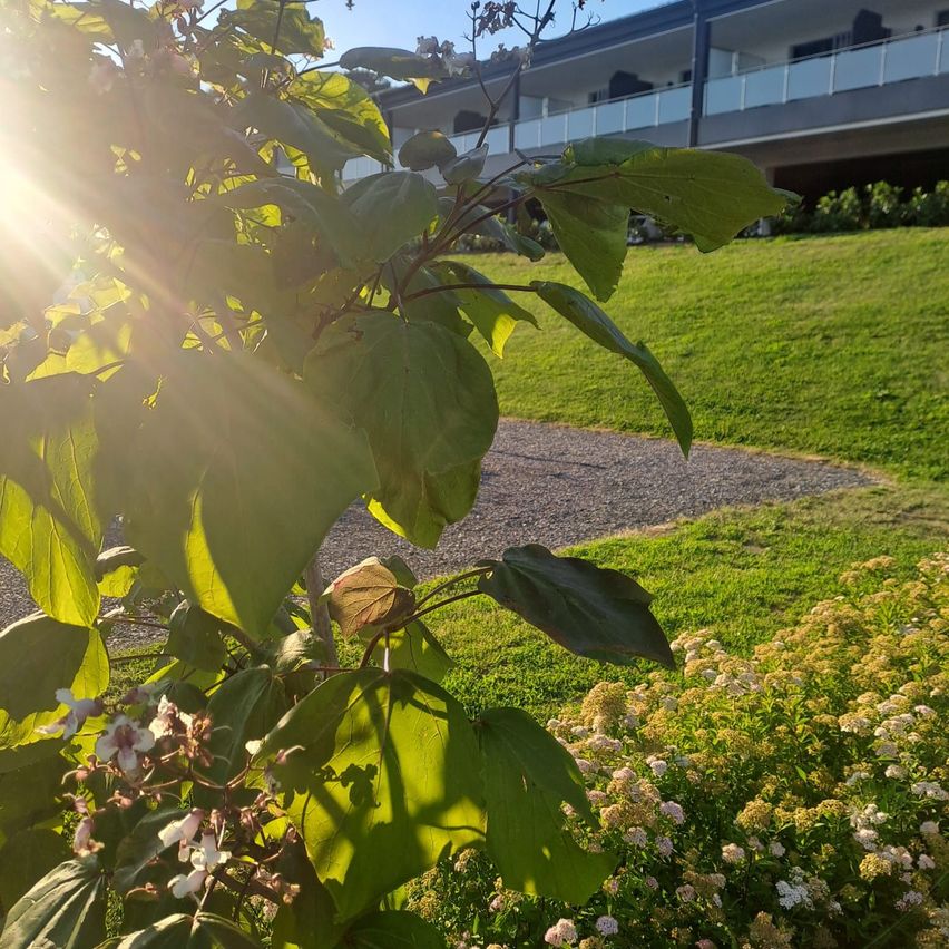 Ein Garten mit grünen Pflanzen und Blumen vor einem Gebäude mit Balkonen. Die Sonne scheint hell auf die Blätter.