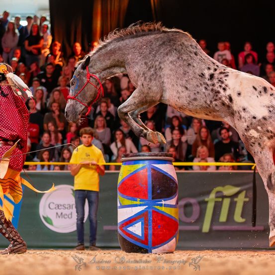 Ein Pferd springt über einen Fass in einer Arena, während eine Person in farbenfroher Kleidung es mit einer Leine führt. Ein Publikum beobachtet von den Tribünen. Ein Sponsorenlogo für 'o fit' ist im Hintergrund sichtbar.