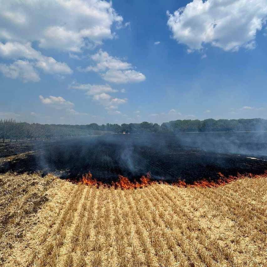 Ein Feld mit trockenem Gras brennt in einem kontrollierten Brand, wobei Rauch aufsteigt und Bäume in der Ferne stehen.