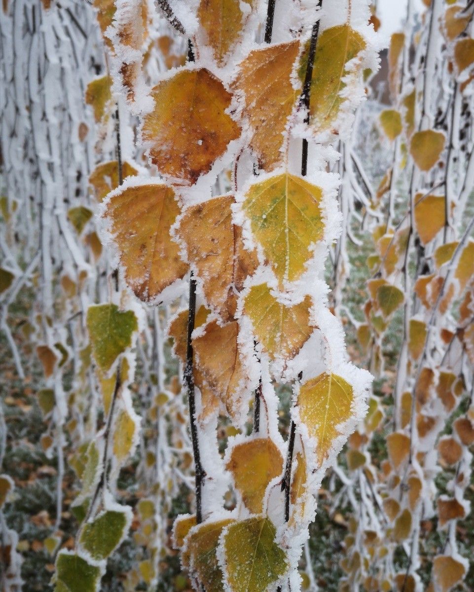 Nahaufnahme von Blättern an einem mit Schnee bedeckten Baum, einige behalten noch ihre Herbstfarben bei.