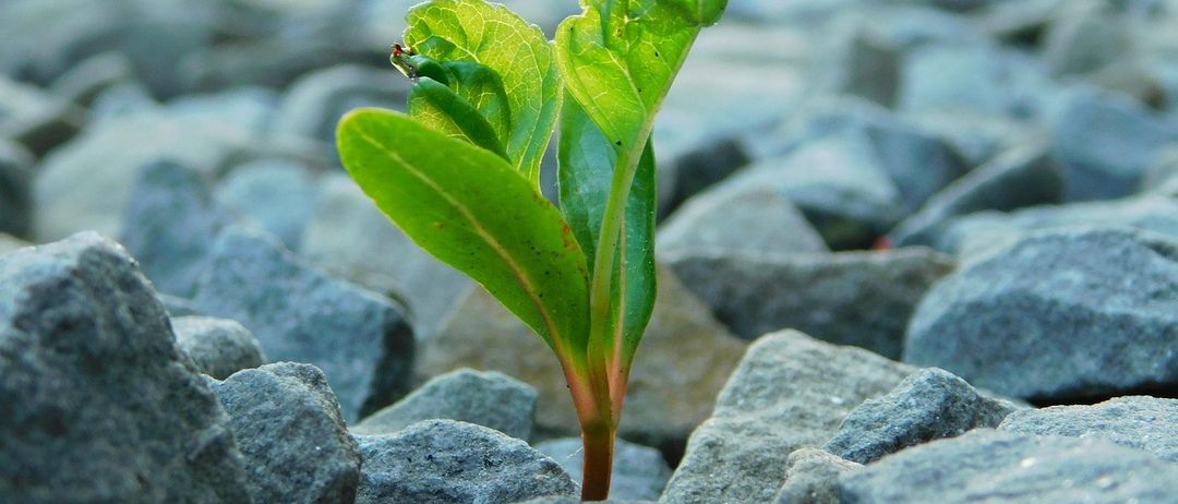 Eine kleine Pflanze mit grünen Blättern wächst zwischen grauen Felsen. Die Blätter sind leicht gekrümmt.