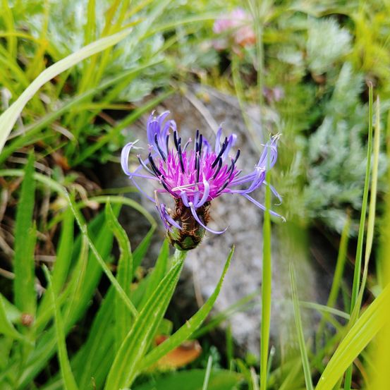 Flower, Plant, Purple, Pollen, Daisy, Geranium, Iris, Thistle