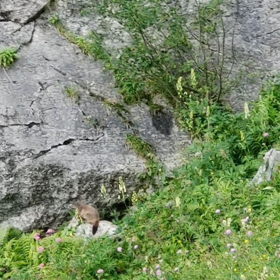 Rock, Plant, Vegetation, Moss, Herbal, Cliff, Nature, Outdoors, Grass, Wilderness