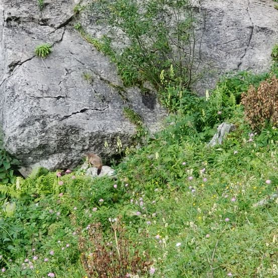 Rock, Vegetation, Herbal, Cliff, Slope, Moss, Wilderness, Woodland, Grass, Green