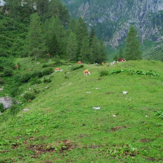 Field, Grassland, Nature, Outdoors, Slope, Countryside, Pasture, Fir, Tree, Meadow