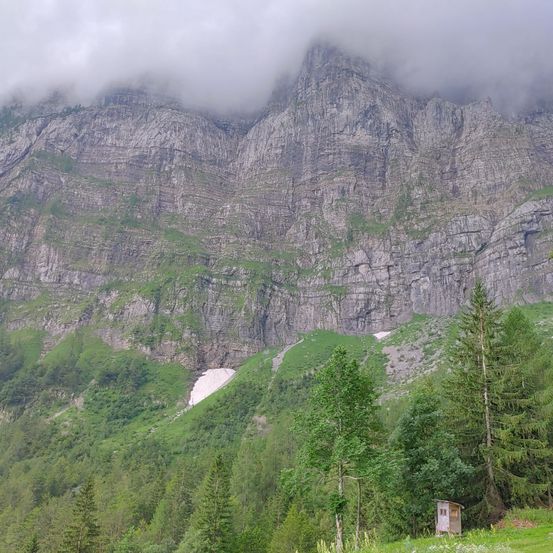 Tree, Fir, Slope, Conifer, Nature, Outdoors, Mountain Range, Peak, Scenery, Cliff