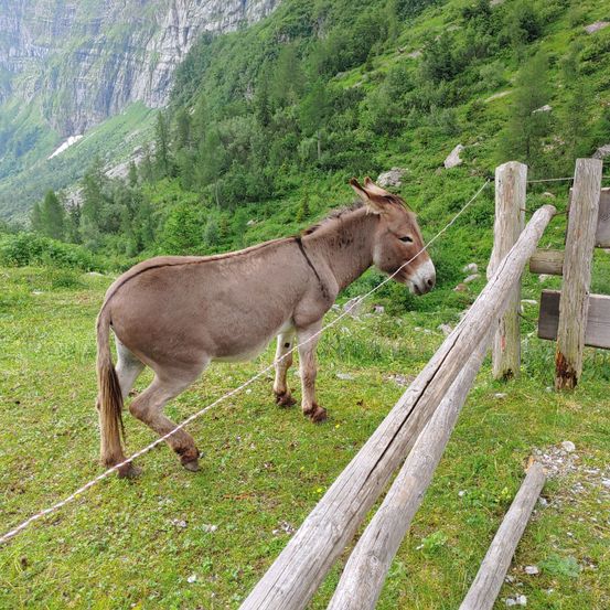 Animal, Horse, Mammal, Donkey, Outdoors, Nature