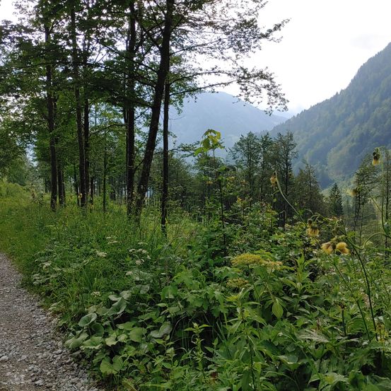 Gravel, Road, Tree, Fir, Path, Nature, Outdoors, Wilderness, Scenery, Vegetation