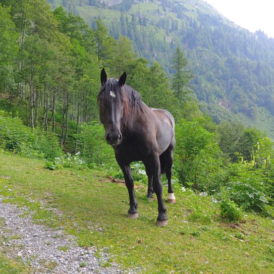 Andalusian Horse, Animal, Horse, Mammal, Colt Horse, Person, Outdoors, Nature, Countryside