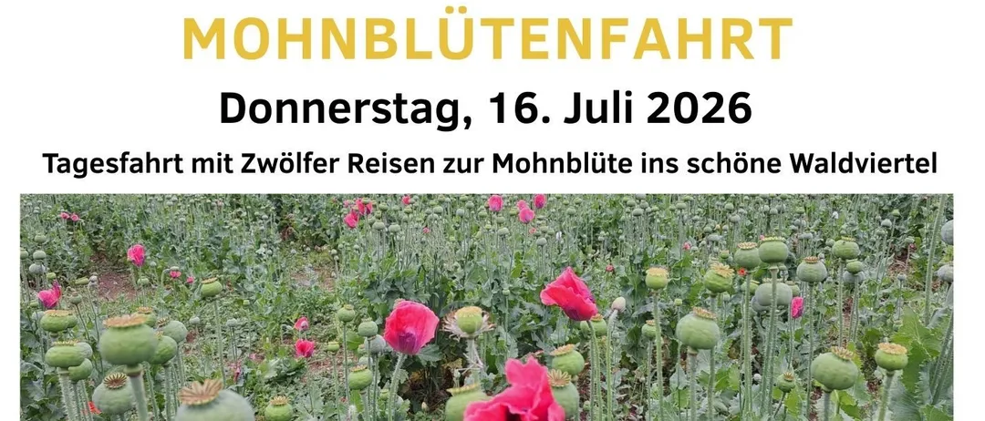 Ein Bild eines Flyers für eine Mohnblumen-Beobachtungstour am 16. Juli 2026. Es beinhaltet einen Zeitplan mit Besuchen im Mohnmuseum, Mittagessen und einer geführten Tour.