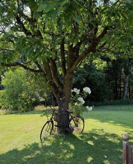 Ein Fahrrad steht unter einem Baum mit weißen Blüten und wirft einen Schatten auf den Rasen.