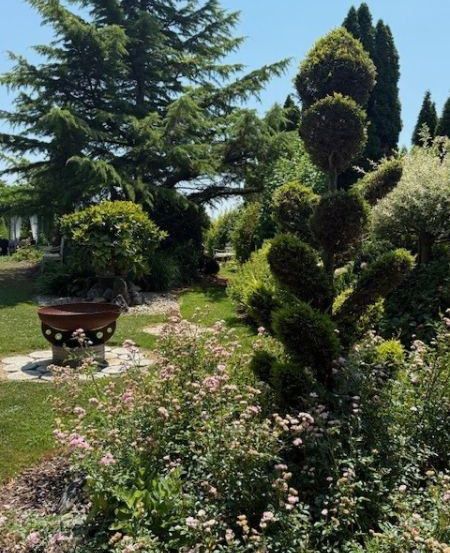Ein Garten mit einer Vielzahl von Pflanzen, einschließlich einer dekorativen Schüssel, Bäumen und Büschen, mit einem klaren blauen Himmel im Hintergrund.