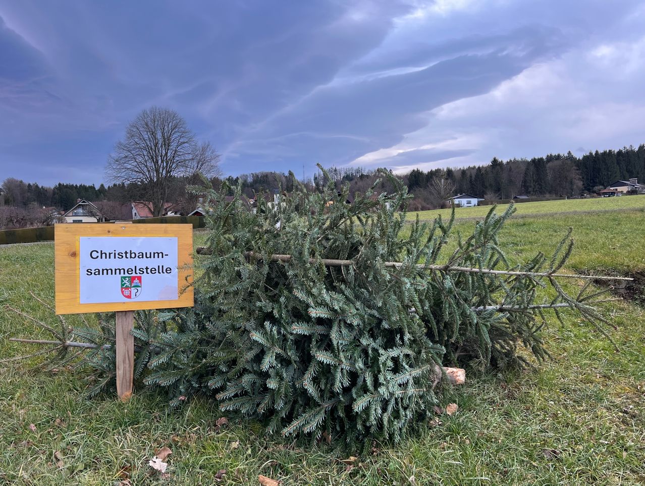 Ein Sammelplatz für Weihnachtsbäume wird durch ein Schild an einem Zaun auf einem Feld angezeigt, mit einem kahlen Baum und entfernten Häusern unter einem bewölkten Himmel.