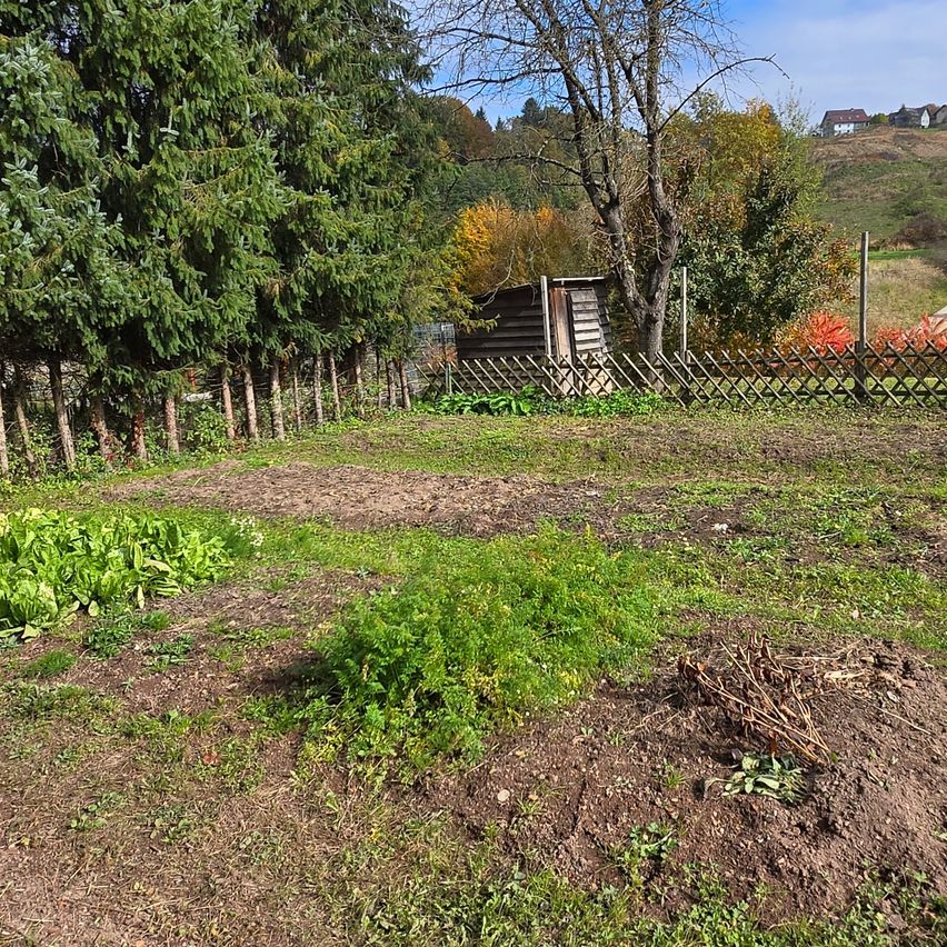 Ein Hinterhof mit einem Holzschuppen, eingezäuntem Garten und grünen Pflanzen. Der Hof hat Flecken mit Erde und Gras, mit Bäumen und Büschen an den Seiten.