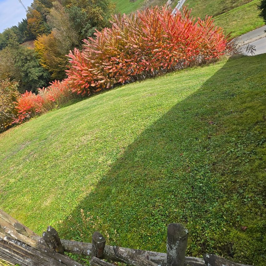 Ein Rasen mit grünem Gras und einer Reihe rotblättriger Sträucher ist zu sehen. Der Schatten der Sträucher fällt auf das Gras. Hinter den Sträuchern befinden sich weitere Bäume. Der Zaun ist aus Holz.