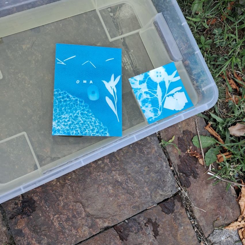 Zwei blaue botanische Drucke in einem durchsichtigen Plastikbehälter auf einer Ziegelterrasse.