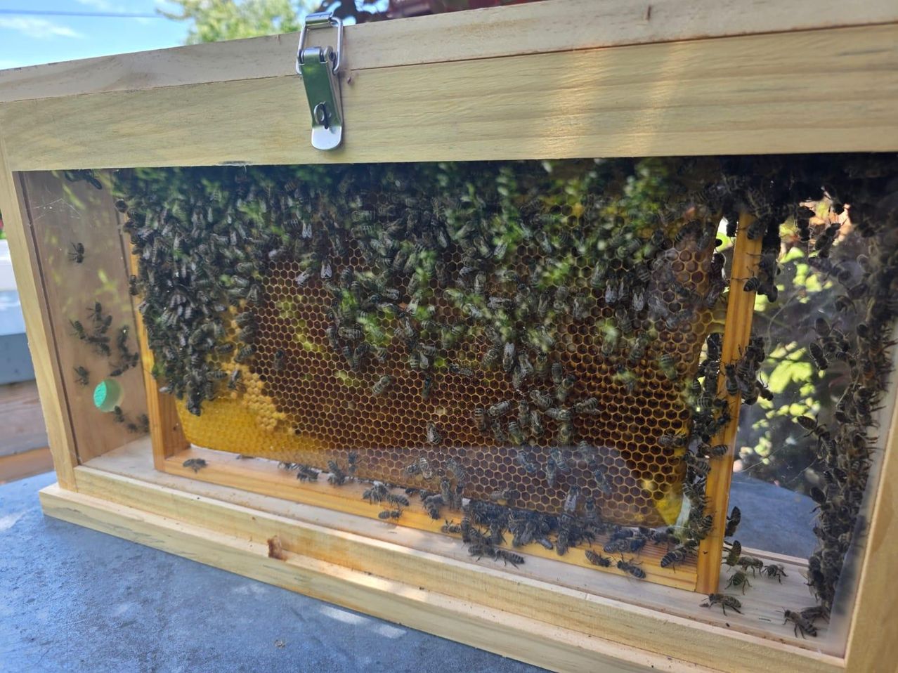 Ein hölzerner Bienenstock mit Metallverschluss, gefüllt mit Bienen, die an den Waben arbeiten. Die Bienen sind auf den sechseckigen Zellen beschäftigt, einige an den Rändern.