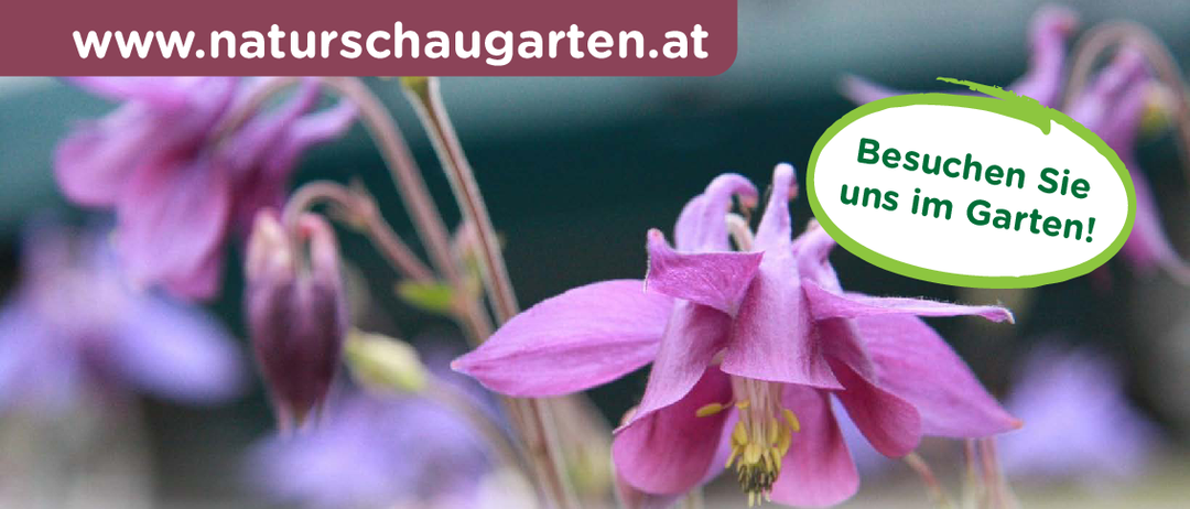 Bild enthält, Flower, Plant, Aquilegia, Advertisement