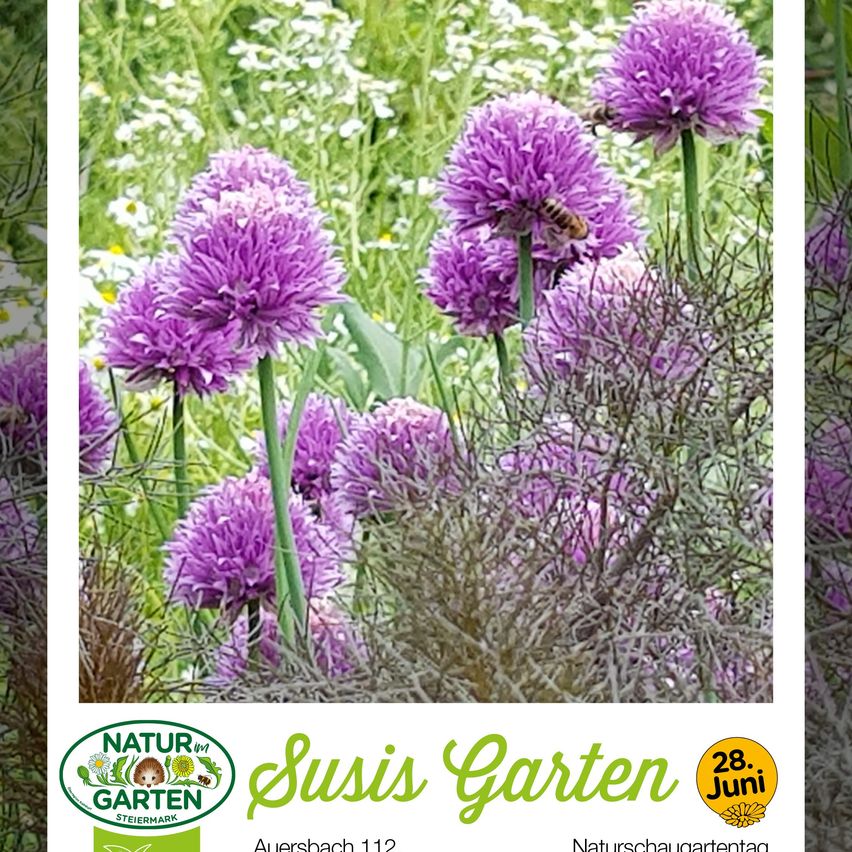A garden filled with purple flowers. Bees are present, and the sky is clear. The garden hosts a nature show on June 28th.
