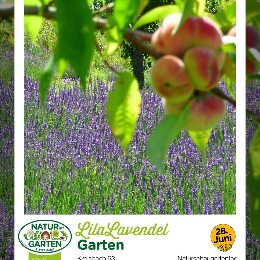 A field of lavender flowers in full bloom, with ripe peaches hanging from a tree branch. It looks like a nature garden event, with logos for 'Naturgarten Steiermark' and 'LilaLavendel Garten'.
