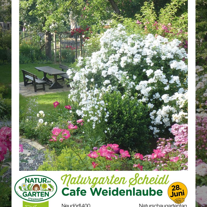 Garden with white and pink flowers, wooden table, benches, and a cafe named Weidellaube. The event is on June 28.