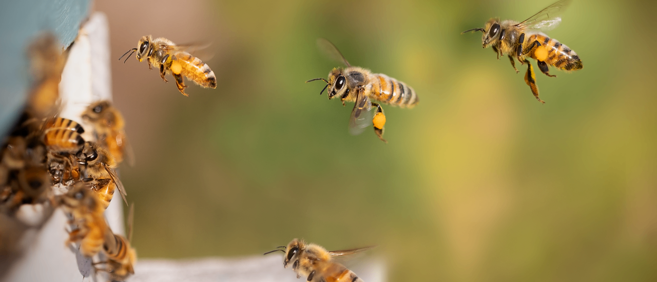 Eine Gruppe von Honigbienen fliegt vor einem unscharfen Hintergrund, jede mit Pollen an den Beinen.