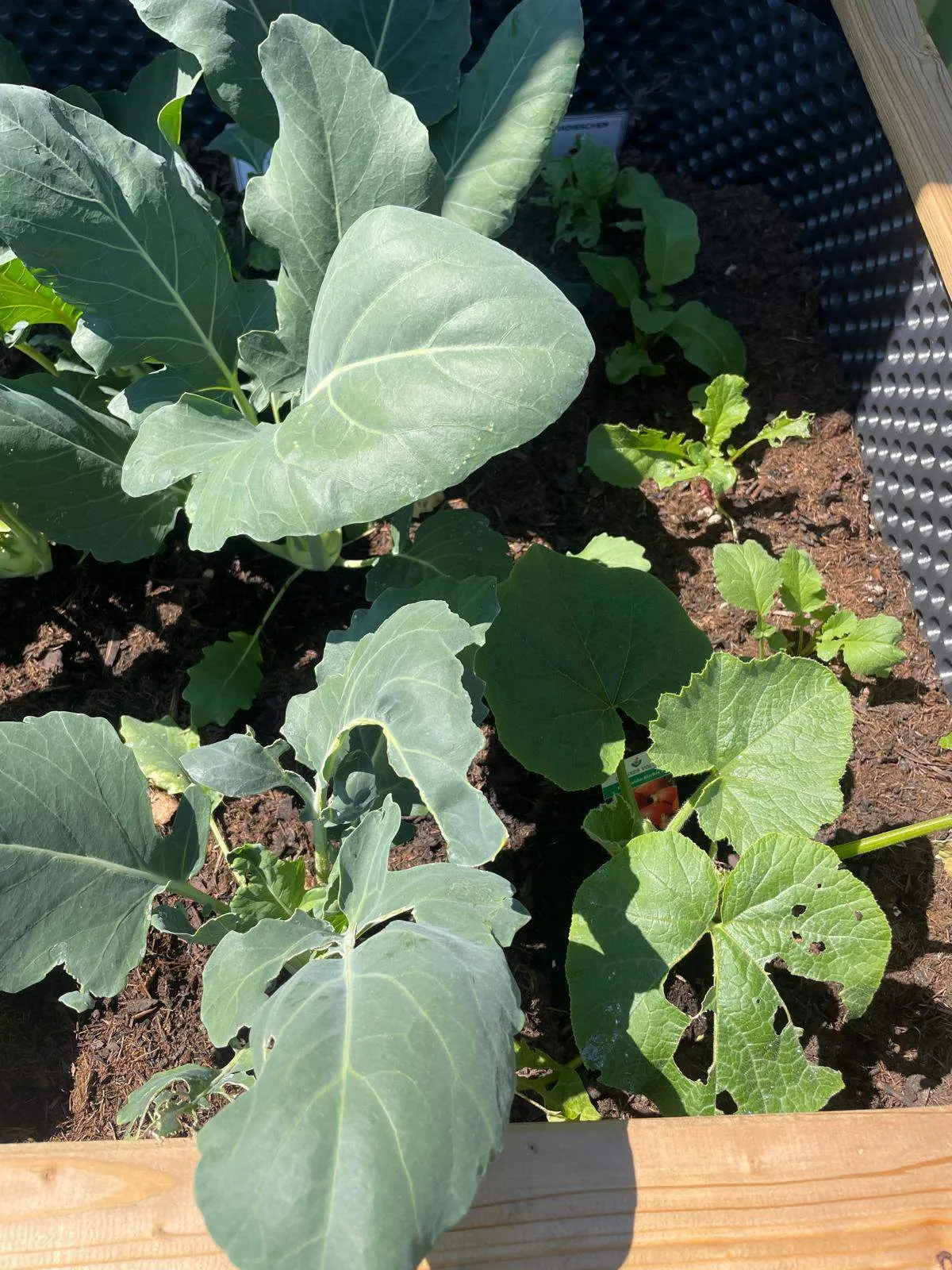 Nahaufnahme verschiedener grüner Pflanzen in einem Garten. Grünkohl und andere Blattgemüse wachsen in einem Hochbeet.