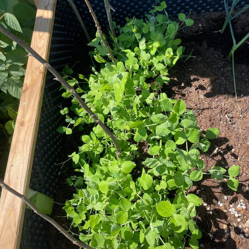 Ein Nahaufnahme einer grünen Pflanze, die in einem Garten mit Erde und Holzrahmen wächst.