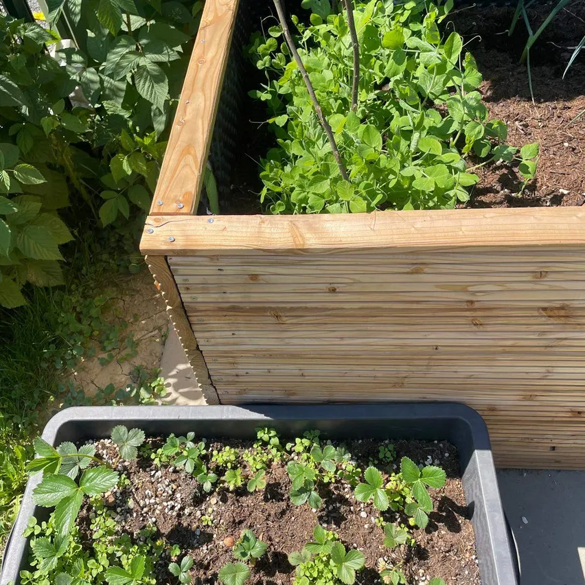 Ein Garten mit zwei Hochbeeten. Ein Beet hat grüne Erbsenpflanzen, das andere junge Erdbeerpflanzen.