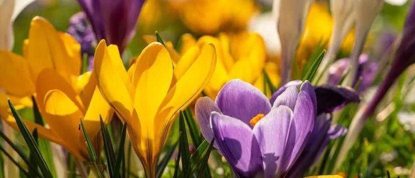 Bild enthält, Nature, Outdoors, Spring, Flower, Petal, Anemone, Grass, Daisy, Vegetation, Crocus